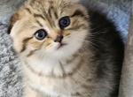 Elie - Scottish Fold Kitten For Sale - Naperville, IL, US