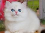 Emma - British Shorthair Kitten For Sale - Pembroke Pines, FL, US