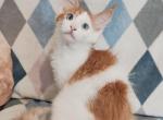 Valenciy - Maine Coon Kitten For Sale - Hollywood, FL, US
