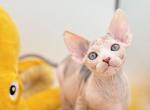 Beautiful Calico Girl - Sphynx Kitten For Sale - Sacramento, CA, US