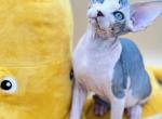 Black Tabby Girl - Sphynx Kitten For Sale - Sacramento, CA, US