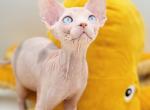 Blue and White Girl - Sphynx Kitten For Sale - Sacramento, CA, US