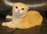 Snow - Scottish Fold Kitten For Sale - Fords, NJ, US