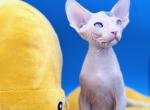 Black and White Boy - Sphynx Kitten For Sale - Sacramento, CA, US