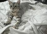 Jas - Bengal Cat For Adoption - 