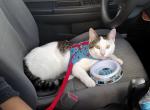 Sandia - Domestic Cat For Adoption - Chicago, IL, US