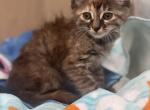 Calico girl - Domestic Kitten For Adoption - Auburn, WA, US