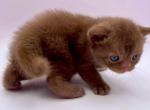 Cinnamon - Scottish Straight Kitten For Sale - 