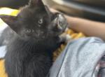 Midnight - Domestic Kitten For Adoption - Jacksonville, NC, US