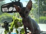 Patchy - Sphynx Kitten For Sale - 