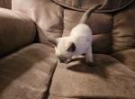 Remingtons litter - Siamese Kitten For Sale - KS, US