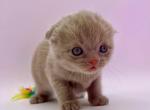 Lilac - Scottish Fold Kitten For Sale - 