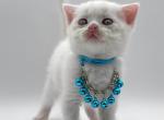 Pure White boy - Scottish Fold Kitten For Sale - 