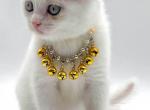 Pure White girl 1 - Scottish Fold Kitten For Sale - 