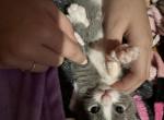 east texas manx kittens - Manx Kitten For Sale - 