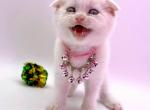 Pure White girl 2 - Scottish Fold Kitten For Sale - Brooklyn, NY, US