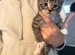 Greyhound - Domestic Kitten For Sale - 