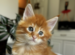 Ron - Maine Coon Kitten For Sale - Marlton, NJ, US