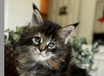 Hermione - Maine Coon Kitten For Sale - Marlton, NJ, US