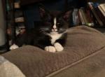 Flaco - Domestic Kitten For Sale - Jacksonville, NC, US