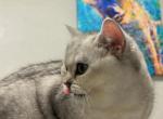 Cookie - British Shorthair Cat For Sale - OH, US