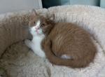 Xyan - Brazilian Shorthair Kitten For Sale - Gurnee, IL, US