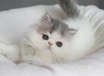 Milo - Persian Kitten For Sale - Boiling Springs, PA, US