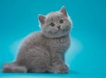 Unna - British Shorthair Kitten For Sale - Houston, TX, US