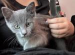 Female Russian Blue Kitten - Russian Blue Kitten For Sale - Indianola, IA, US