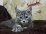 Gloria - Maine Coon Kitten For Sale - Miami, FL, US