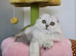 Scottish longhair fold boy - Scottish Fold Kitten For Sale - Minneapolis, MN, US