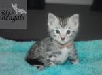 Orange - Bengal Kitten For Sale - Baldwin, MI, US