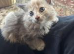 Biscuit - Siberian Kitten For Sale - 