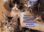Maine Coons - Maine Coon Kitten For Sale - Mayfield, KY, US