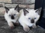 Max and mia - Siamese Kitten For Sale - Agawam, MA, US