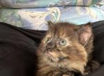 Cupcake - Siberian Kitten For Sale - Port Murray, NJ, US