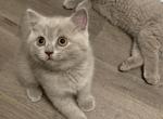 Dusty - British Shorthair Kitten For Sale - Monroe, CT, US