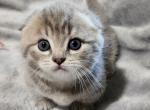 Abigail - Munchkin Kitten For Sale - Estacada, OR, US