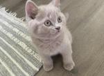 Leo - British Shorthair Kitten For Sale - Monroe, CT, US