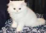 Persian Jewel 5 - Persian Kitten For Sale - Orlando, FL, US