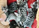 Silver and brown Bengal kittens - Bengal Kitten For Sale - 