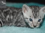 Purple - Bengal Kitten For Sale - Baldwin, MI, US