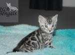 Blue - Bengal Kitten For Sale - Baldwin, MI, US