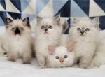 Emmie's babies - Ragamuffin Kitten For Sale - Poplar Grove, IL, US