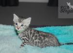 Green - Bengal Kitten For Sale - Baldwin, MI, US