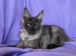 Gray - Maine Coon Kitten For Sale - Virginia Beach, VA, US
