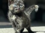 Kittens are here - Ragdoll Kitten For Sale - Portola, CA, US