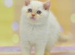 Denis - British Shorthair Kitten For Sale - 