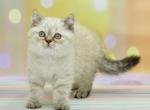 Drago - Scottish Straight Kitten For Sale - NY, US