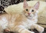Julian - Maine Coon Kitten For Sale - New York, NY, US